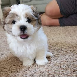 Shichons from McDaniel Farm