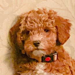 Poodles from Kim's Poodles