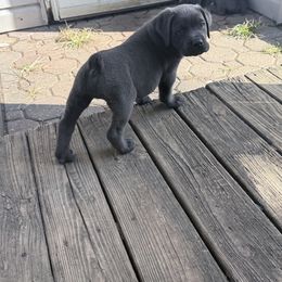 Cane Corso Puppies from Aries Legecy Cane Corso
