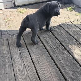 Cane Corso Puppies from Aries Legecy Cane Corso