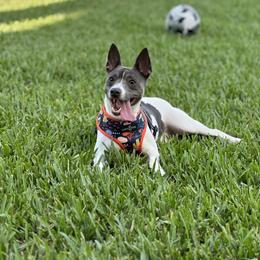 Rat Terrier Puppies from Dal Cais Rat Terriers