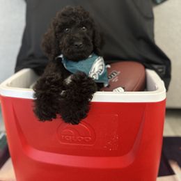 Poodle Puppies from Maison des Caniches