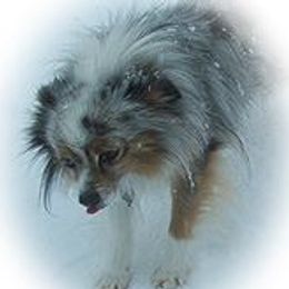 Tucker - Toy Australian Shepherd