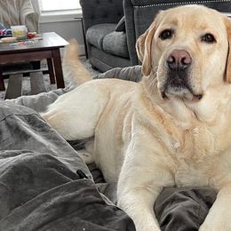 Labrador Retrievers from Sunny Hill Farm Labradors