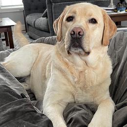 Labrador Retrievers from Sunny Hill Farm Labradors