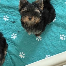 Gigi - Blue and gold female Yorkshire Terrier puppy in Homosassa, Florida from Pastime’s Yorkshire Terriers