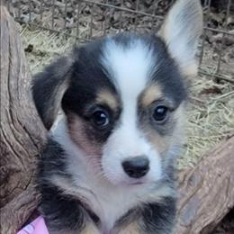 Pink Bandana girl - Black and tan female Pembroke Welsh Corgi puppy in Cherokee, Oklahoma from MCS Farms-OK