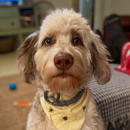 Millie - Aussiedoodle