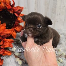Jalapeno - Chocolate and white male Chihuahua puppy in Bowdon, Georgia from Paschal's Pups