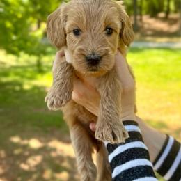 Beatrix - Apricot female Goldendoodle puppy in Kenansville, North Carolina from J+A Family Doodles