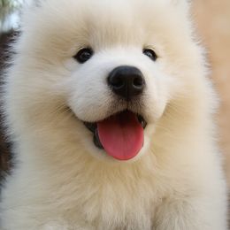 Samoyed Puppies from High Lonesome