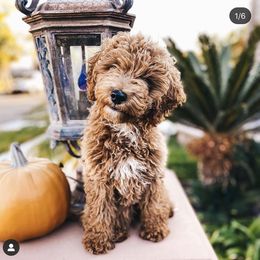 Goldendoodle Puppies from Mumzee Doodles