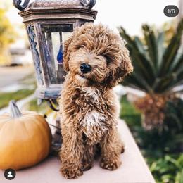 Goldendoodle Puppies from Mumzee Doodles