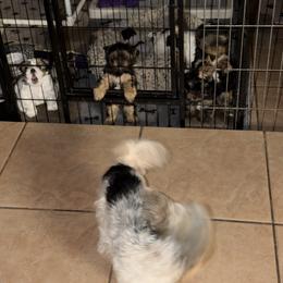 Yorkshire Terrier Puppies from Eileen’s Yorkies of Havasu