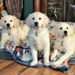 Golden Retriever Puppies from Valley Creek Farm
