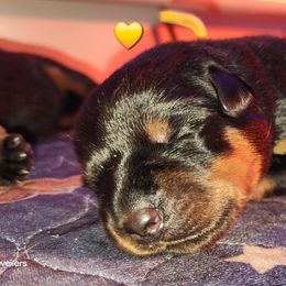 Rottweiler Puppies from Pearce Rottweilers