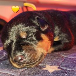 Rottweiler Puppies from Pearce Rottweilers