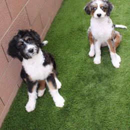 Assorted Doodle Crosses, Aussiedoodle, and Australian Shepherd Puppies from Junipersdoodles