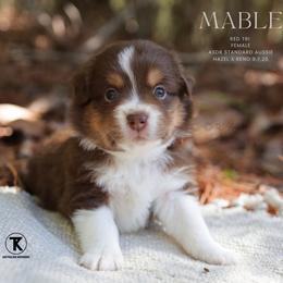 Mabel - Red Tri Female - Red tri-color female Australian Shepherd puppy in Nacogdoches, Texas from TK Standard, Mini, & Toy Aussies