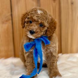 Firethorn - Apricot male Poodle puppy in Salem, Oregon from Lavish Poodles