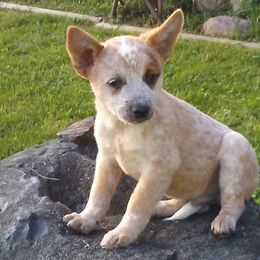 Australian Cattle Dogs and Northern Inuit Dogs from Ivy Heelers