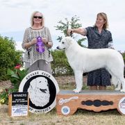 Kuvasz and Pumi All Grown Up from Ederra (Kuvasz and Pumi)