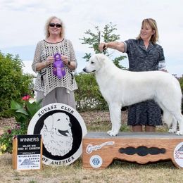 Kuvasz and Pumi All Grown Up from Ederra (Kuvasz and Pumi)