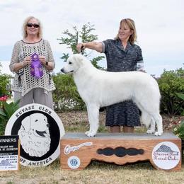 Kuvasz and Pumi All Grown Up from Ederra (Kuvasz and Pumi)