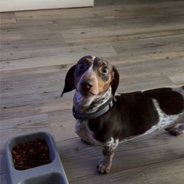 Dachshund Puppies from SouthernMama Doxies