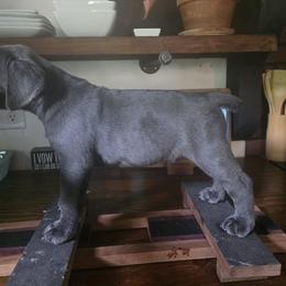 Loki - Gray male Cane Corso puppy in Asheville, North Carolina from MTO KENNELS