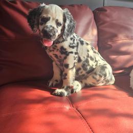 LUA Longcoat Female - White and black female Dalmatian puppy in Salem, Missouri from Paradise Spots Dalmatians