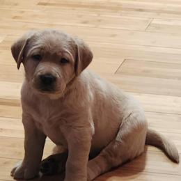 Labrador Retriever Puppies from Heartfelt Love Labradors