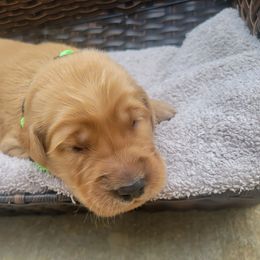 Boy 2 - Dark golden Golden Retriever puppy in Texas from Copperhead Creek Goldens