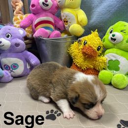 Sage - Red female Pembroke Welsh Corgi puppy in Apison, Tennessee from Ashmore Corgis