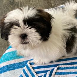 Snuggles - Tricolor male Shih Tzu puppy in Riverhead, New York from Eastern Long Island Shih Tzu