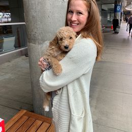 Goldendoodle and Poodle Puppies from Picture Perfect Doodles