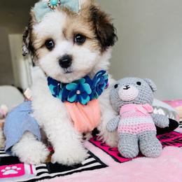 BETTY - Parti female Maltipoo puppy in Sugar Land, Texas from Celebrity Maltipoos
