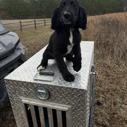 Kringle - Black male English Cocker Spaniel puppy in Ohatchee, Alabama from Otter Creek Kennels