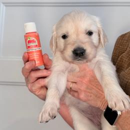 Girl 4 Orange - Light golden female Golden Retriever puppy in Mc Minnville, Tennessee from Wishaw Whisky Golden Retrievers