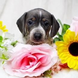 CKC Henry - Gray (blue) male Dachshund puppy in Christiansburg, Virginia from Little Legs Luxury Dachshunds