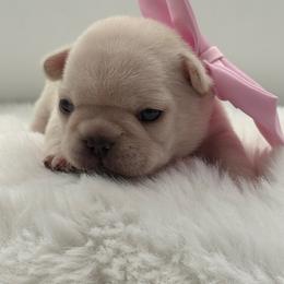 Haley - Cream female French Bulldog puppy in Largo, Florida from Big Daddy Frenchies