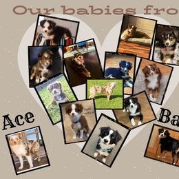 "Our Ace & Bandi Teeny Tiny Mini- Aussies!" Miniature Australian Shepherd Puppies from Integrity Aussies Tx