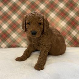 Copper - Red  male Goldendoodle puppy in Fayetteville, Arkansas from Mountain Grove Doodles