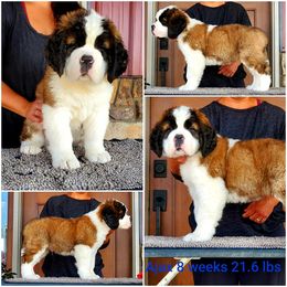 Saint Bernard Puppies from Heart Mountain Saint Bernards