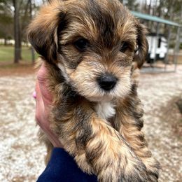 Poodle, Yorkipoo, and Yorkshire Terrier Puppies from Yorkie Oodle Doodle