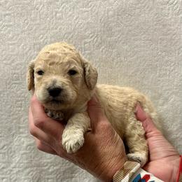 Blue collar male - Apricot male Poodle puppy in Chino Valley, Arizona from Whiskey Row Royals
