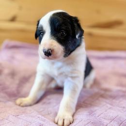 Nova - Black and white female Border Collie puppy in Owenton, Kentucky from Three16 Ranch