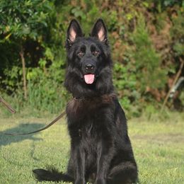 Carla - German Shepherd