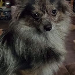Pomeranians from Junebugs Pomeranian