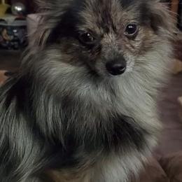Pomeranians from Junebugs Pomeranian